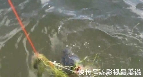 鲤鱼|煮熟的红薯做饵，气球为浮漂，放到大河中，钓获大鲤鱼，成本真低