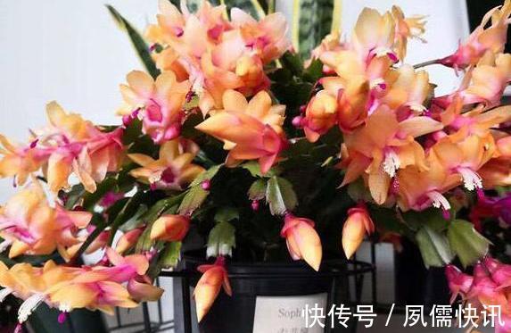 叶片|给蟹爪兰浇水很简单,一年四季分“两段”,根壮叶肥,开花满盆