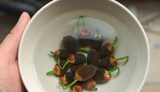 城里人都爱养“它”,遇水就活,比玫瑰还好看,开花爆盆满屋香!