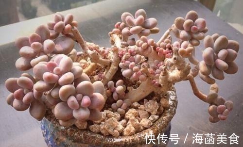 多肉|盘点8款胖多肉,颜值高好养护,喜欢多肉一定别错过!