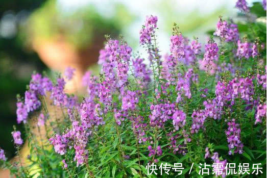 太阳花|5种花是爆盆能手,好养易活,懒人新手都能养好,美不胜收!