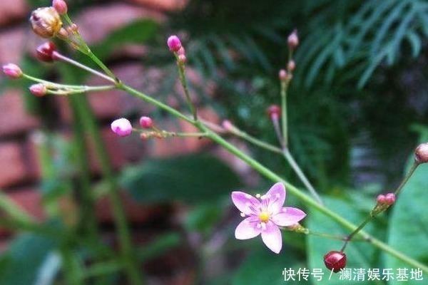 人参|农村一种“假人参”,营养大的惊人,可吃可入药,见到不要错过