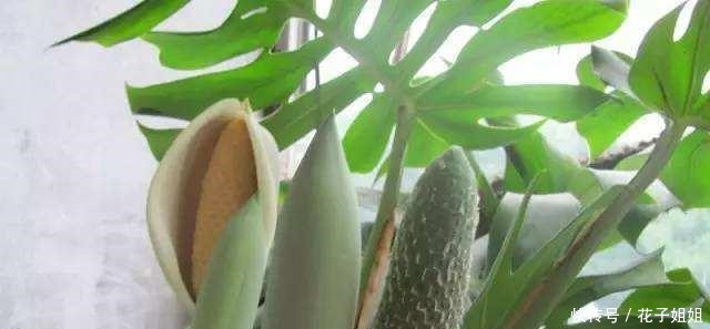 盆栽龟背竹的叶子又大亮,其实很简单,牢记这几点,轻松爆盆!