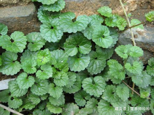 地丁|若你在野外有幸遇见它们,请好好珍惜,药用价值极高,可遇不可求