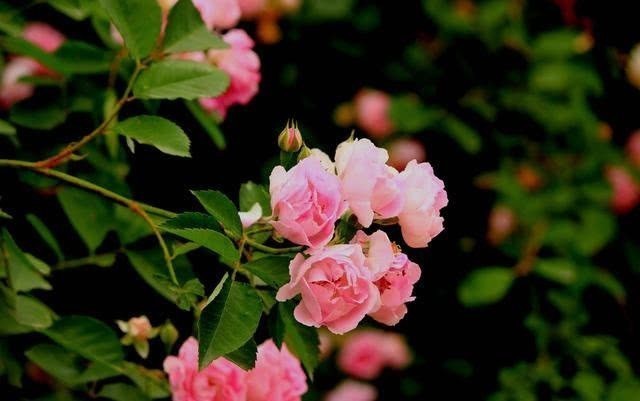 五一小长假,走进花的海洋,品读几首蔷薇花的诗吧