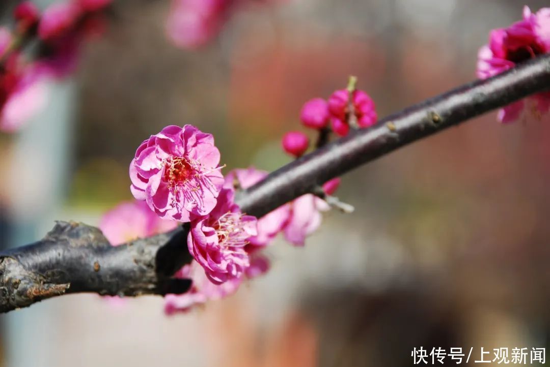 走进|梅开五福！普陀这里简直“美爆了”