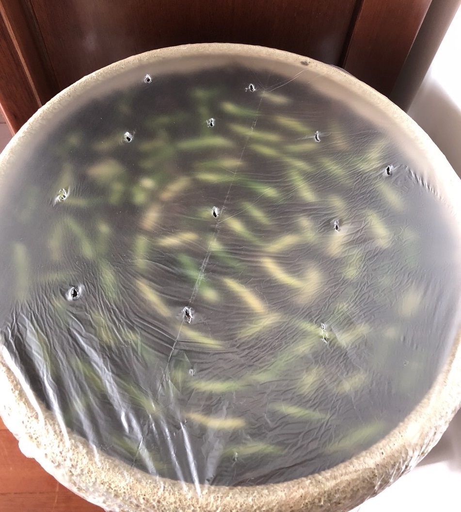 邻居养绿萝，只浇1种水，养3个月，新芽嗖嗖冒，爆盆了！