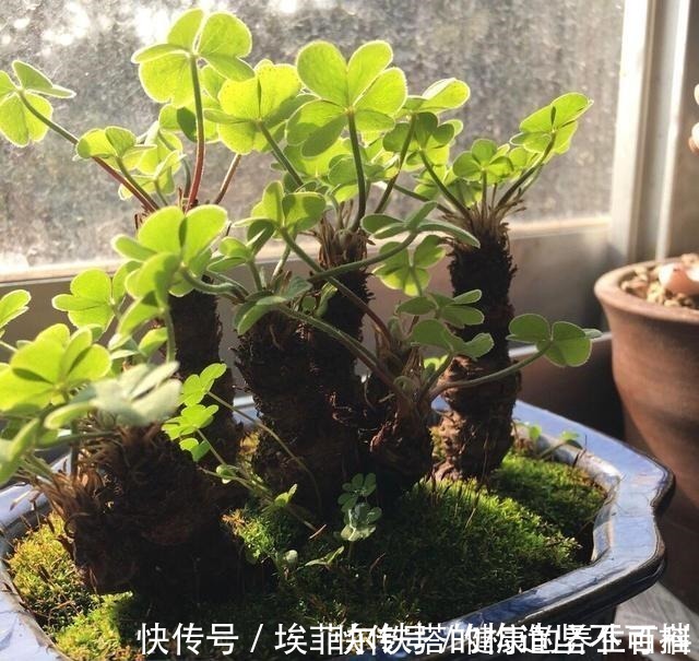 酢浆草|路边常见到的“三叶草”,挖个根30天养成精致盆景,价值翻倍!