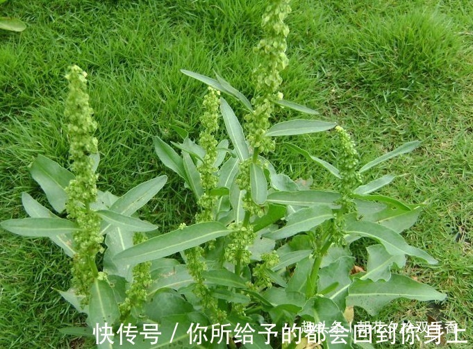 农村|农村参见的一种野菜，叶子长得像极了菠菜，殊不知味道独特价值高