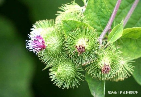 牛蒡有“东洋参”的美誉,营养丰富,掌握四点,种出优质的牛蒡