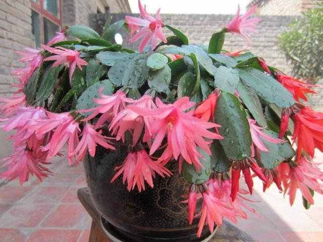 “嘴馋”的蟹爪兰,就喜欢2种酸,浇一点蹭蹭长,花期早开花