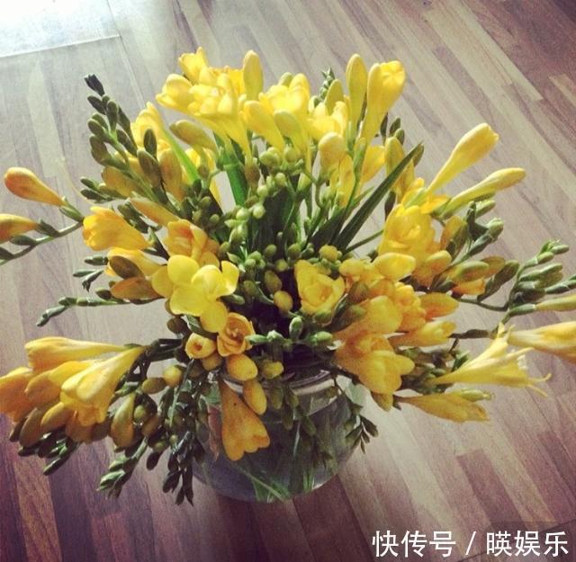 养护|以下几种花比兰花香,还适合“懒人”养殖,花开轻松“爆盆”