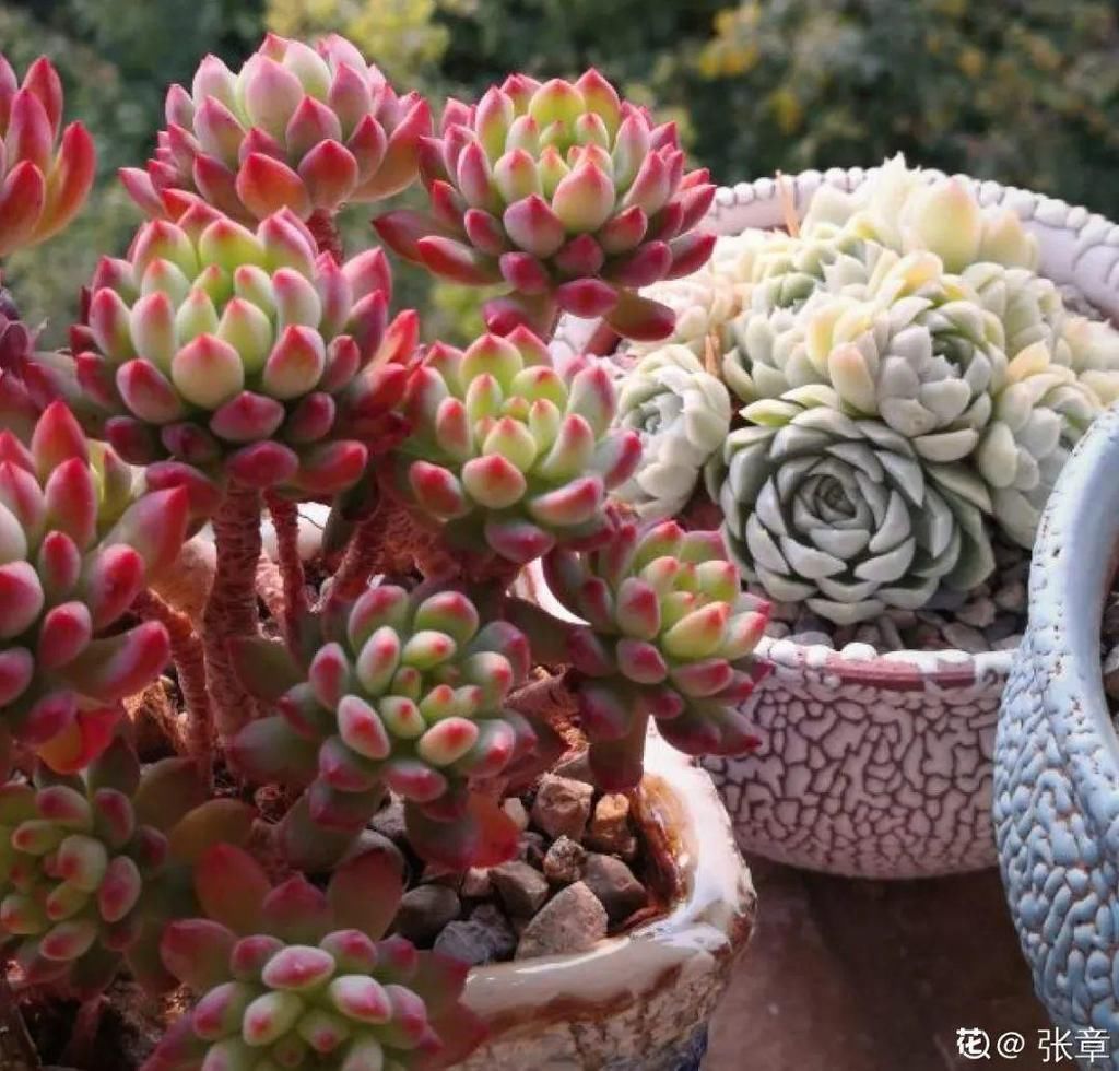 寒潮过后，多肉美出天际，颜色鲜艳明亮，真馋人！