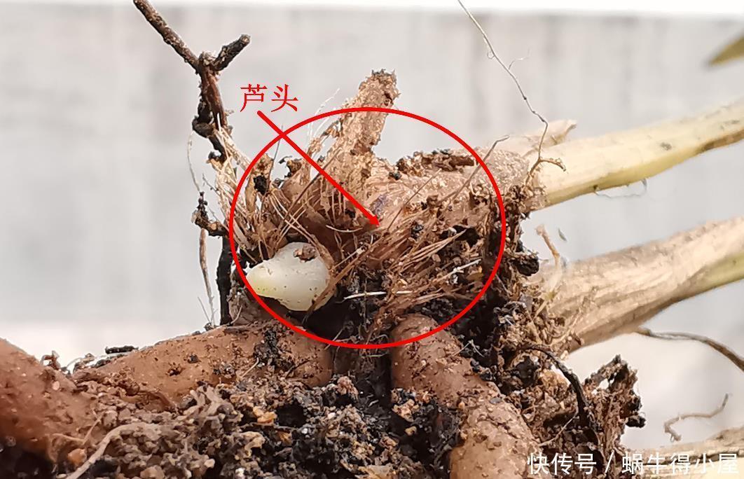 兰花什么时候种植?记住一句话:金4银10就不难了