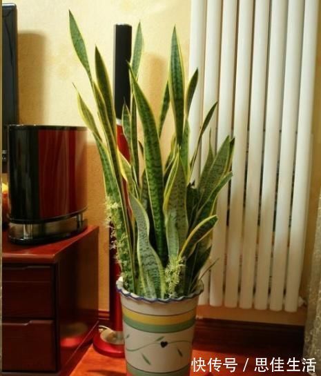 这10种花超级怕冷,再不搬进屋,小心只剩下盆了