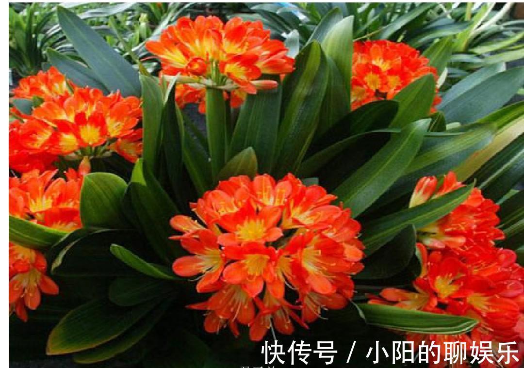 “寿命长”的11种花，好养寓意好，越养越值钱