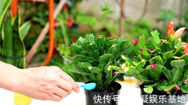 6种花淋雨就会“烂”，下雨最好放屋里，别忽视