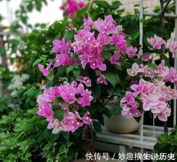 三角梅|45种三角梅品种,红、橙、黄、绿、白、紫,每一种都很好看!