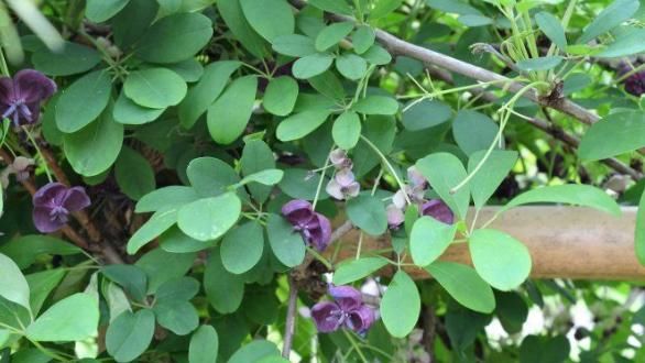  不起眼|农村不起眼的植物，有活血通经、行瘀止血的功效，用对了是宝
