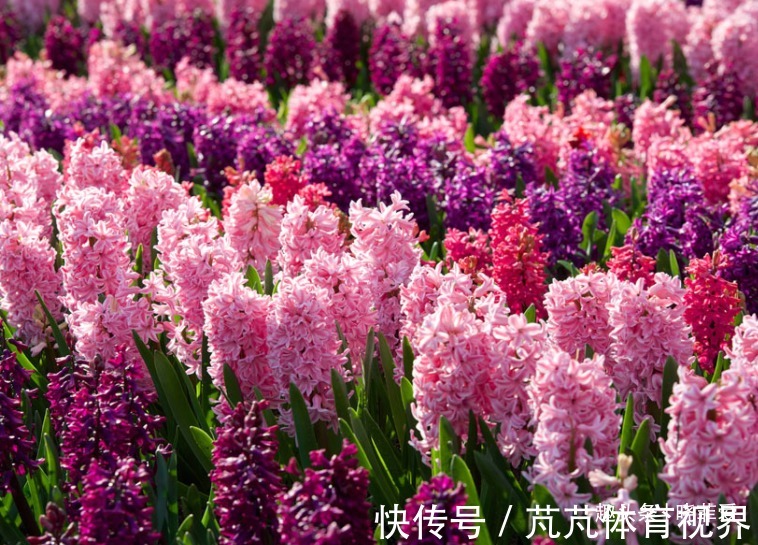 提醒:这12种“漂亮花”,不适合养在室内,别不当回事