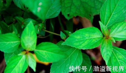 女性常吃3种野菜,清热解毒、养颜祛湿,还增强自身免疫力!
