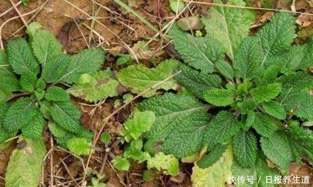 中年|山坡上一种“疙瘩草”,农民见到就拔,不知是珍贵“止咳药”!