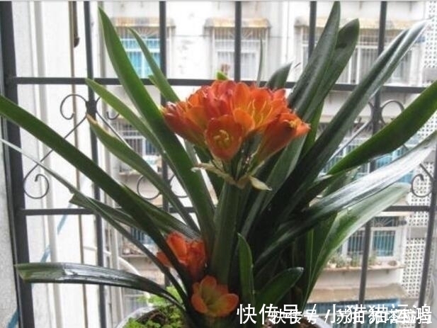 阿斯匹林|天冷了,给君子兰浇上“2种水”,一年能窜“3对叶”,花也开得多