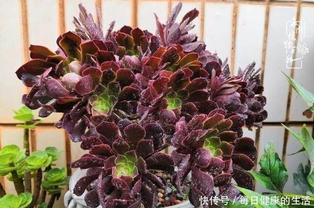 如何让多肉变美看看我是如何宠它们的！如何让多肉变美看看我是如何宠它们的！