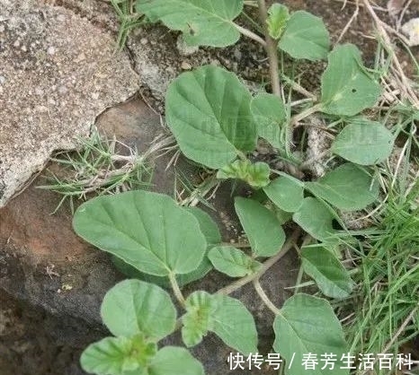 一味了不起的民间草药,活血散瘀,强筋壮骨,健脾消积,还能调经