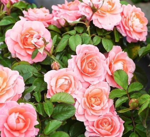 10年老花农养月季，只选这3种，开花美极了，是盆栽佳品！