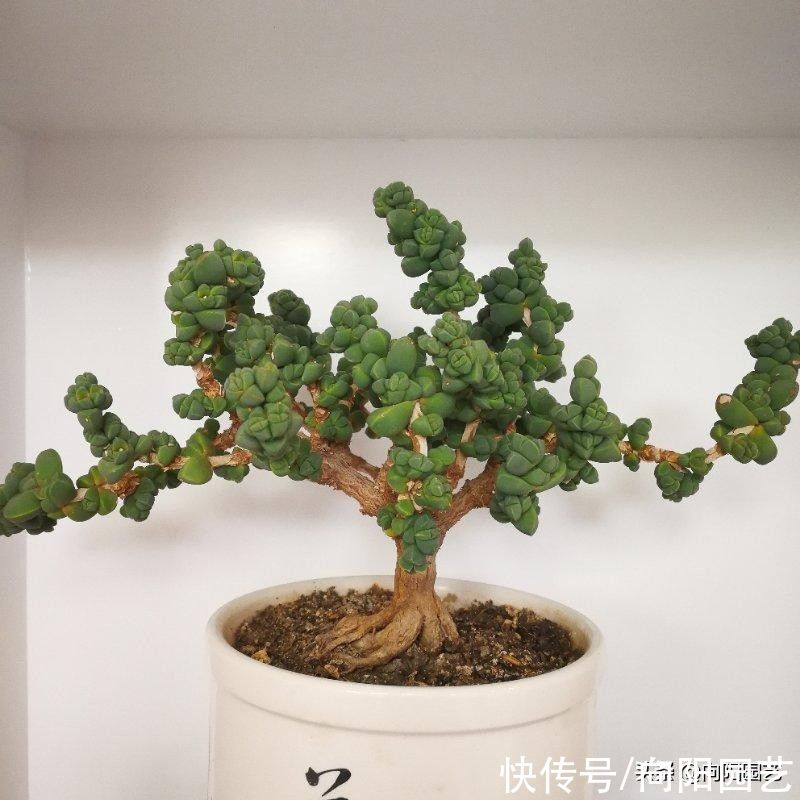 鹿角海棠,修修剪剪养成盆景,小老桩很精致,1000块都不卖