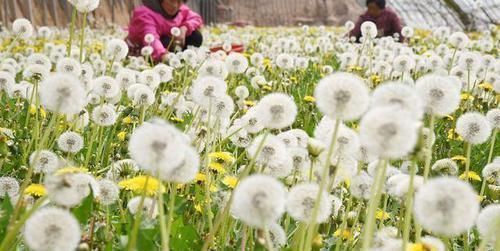 蒲公英|蒲公英和它是“搭档”,坚持泡水喝,肝脏“干净”了,人也年轻了