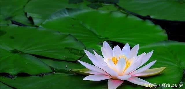 寓意|境界越高的人,越能读懂荷花的三种寓意,不止是“出污泥而不染”