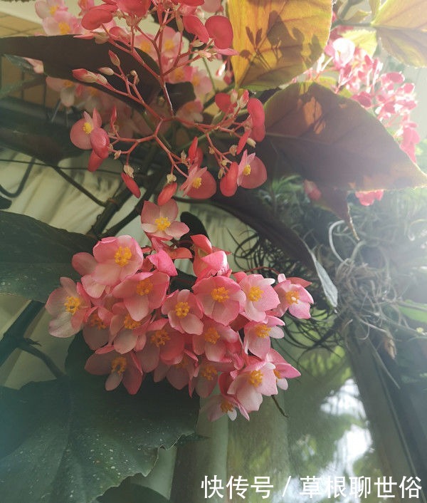 喜欢菊花,不如养这几款花卉,开花勤还爱爆盆,天天都赏花