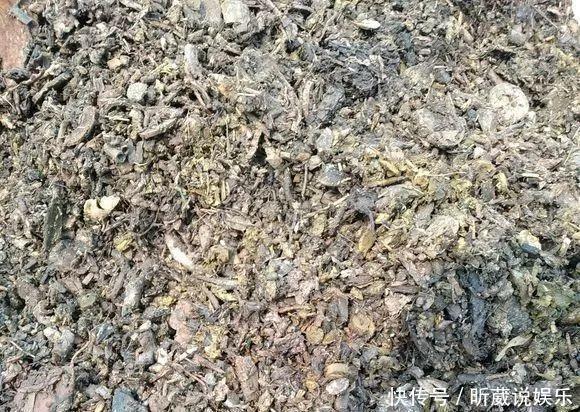 4种垃圾不会分类别担心,埋在花盆底,叶子绿得直滴油!