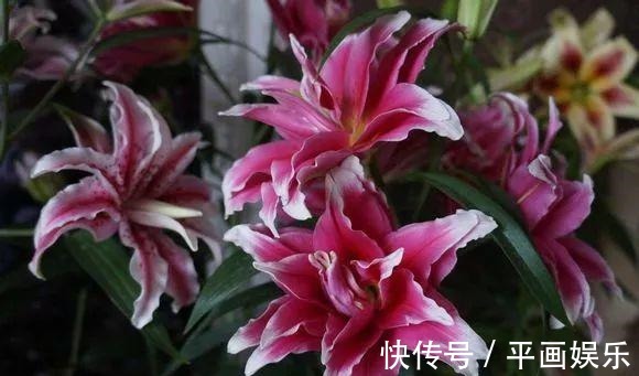 沾土就活,种门口长成一大簇,邻居天天跑来看!