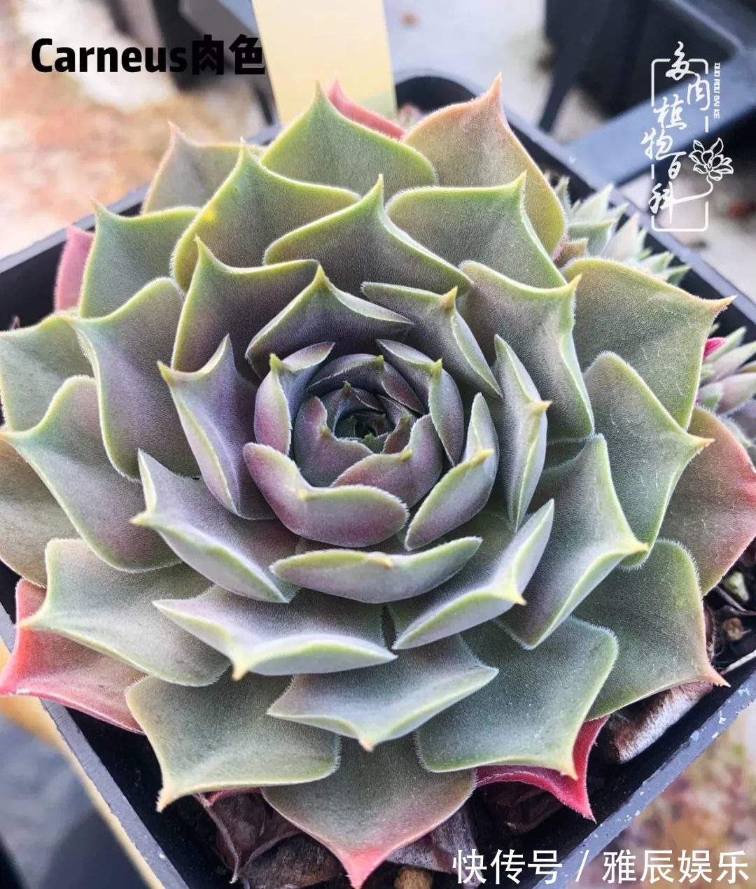 框子|这多肉拼盘这么仙!如何制作达人手把手教你制作长生草拼盘!