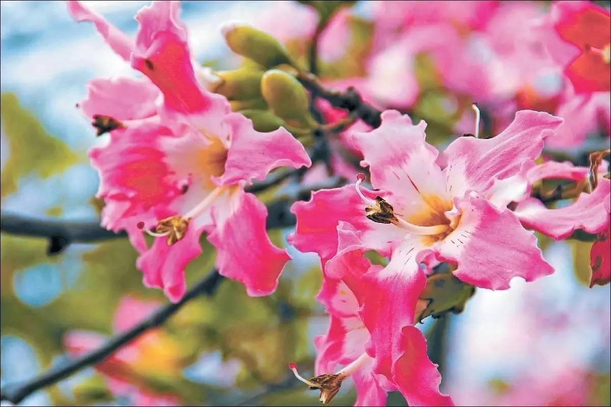 絮状物|此花是优良的观花乔木,满树姹紫,秀色照人,象征着孤傲非凡