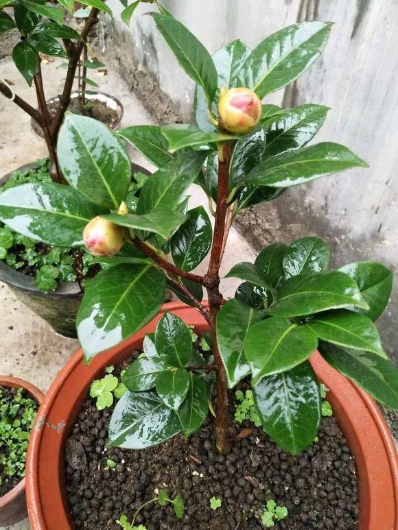 试试看|花盆里插1根筷子,解决了养花人的大难题,快试试看!