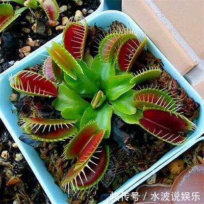猪笼草|这花不吃花肥只爱虫子,夏天养家里,蚊虫都害怕驱蚊效果好