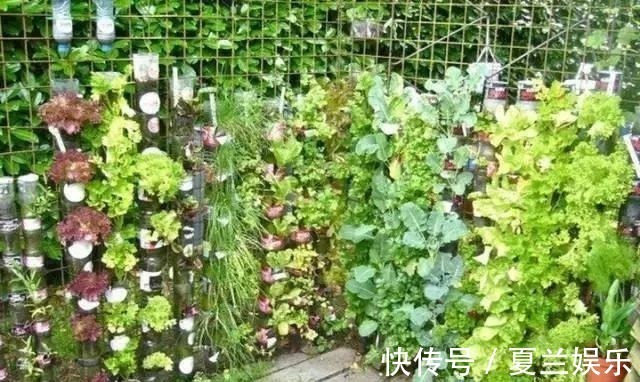 捡回7个塑料瓶,养成空中菜园,变废为宝,吃上绿色蔬菜