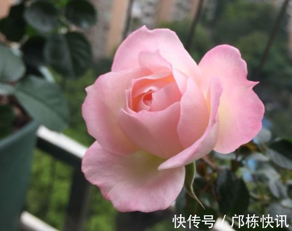 品种|10个最奇葩的月季品种,你可能一个都没见过!