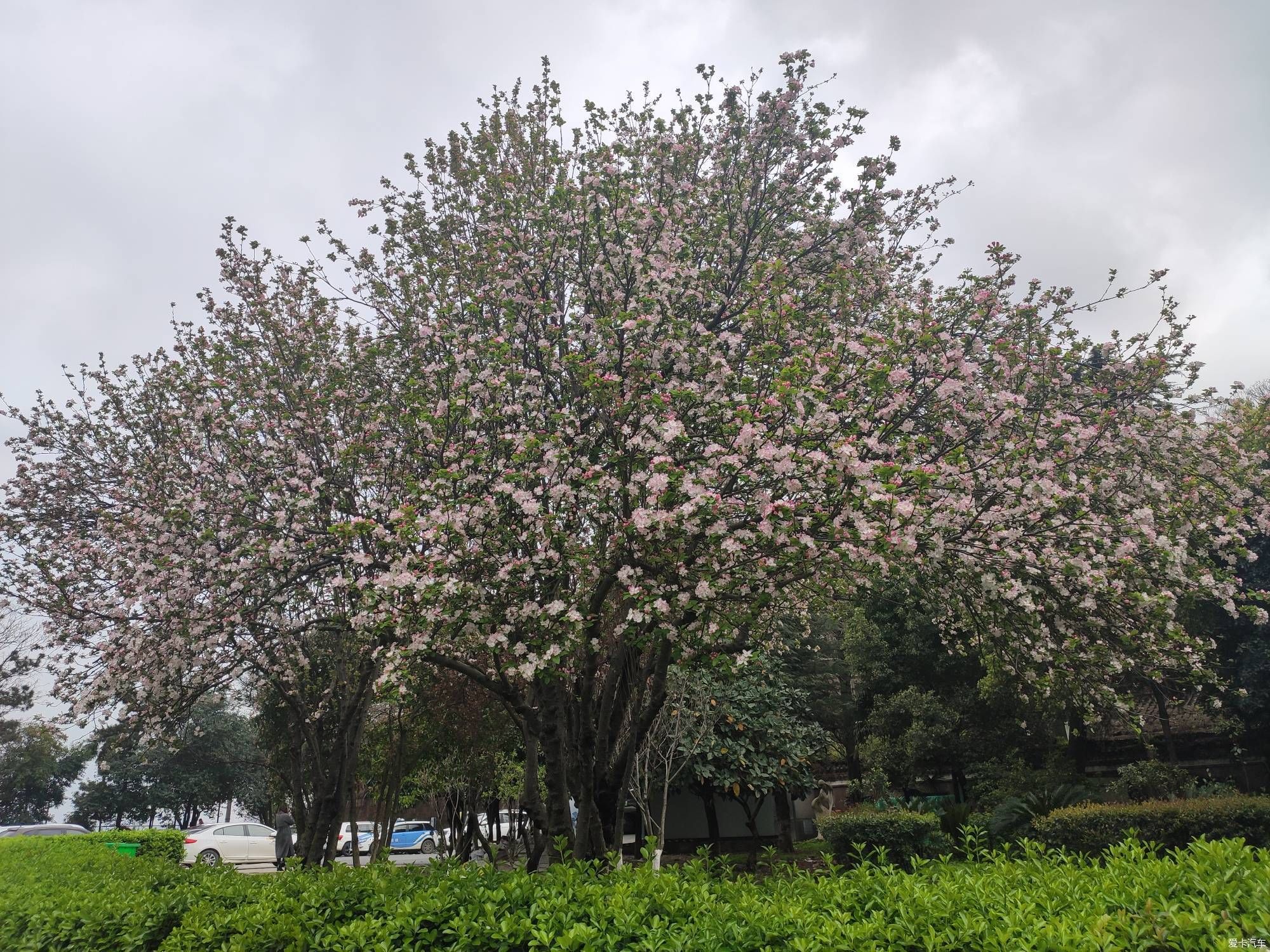 晴川樱花盛开