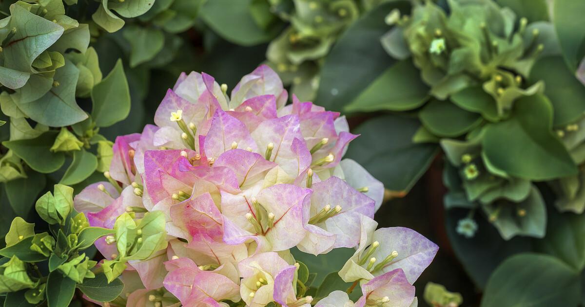 让三角梅开“秋花”,牢记这个“方法”花芽长得快,迅速花爆盆