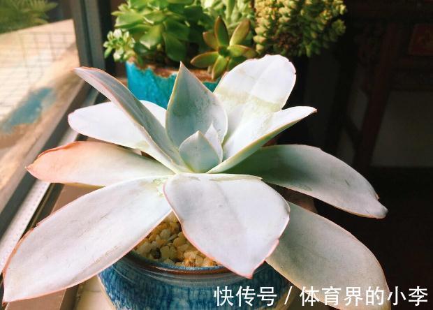 盘点一下今年被我养挂掉的花,品种不多,第6种现在还觉得很可惜