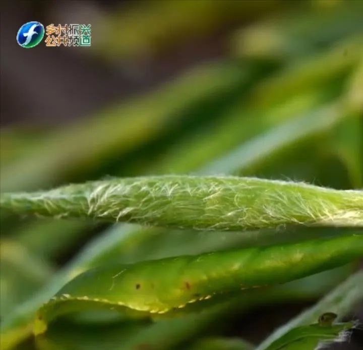 萎凋|老白茶饼是怎样诞生的？好奇就都看过来吧