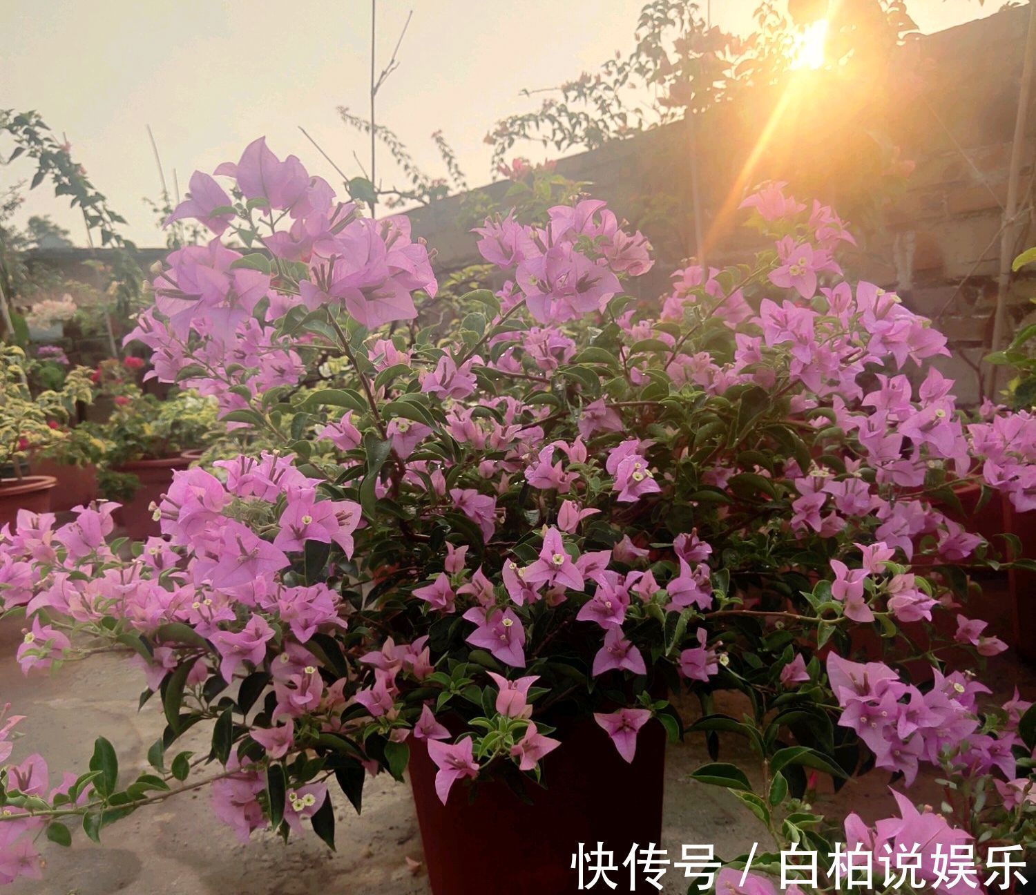 爆盆|三角梅光见花苞迟迟不来花怎么办狠狠剪一剪，开花爆盆惹人爱