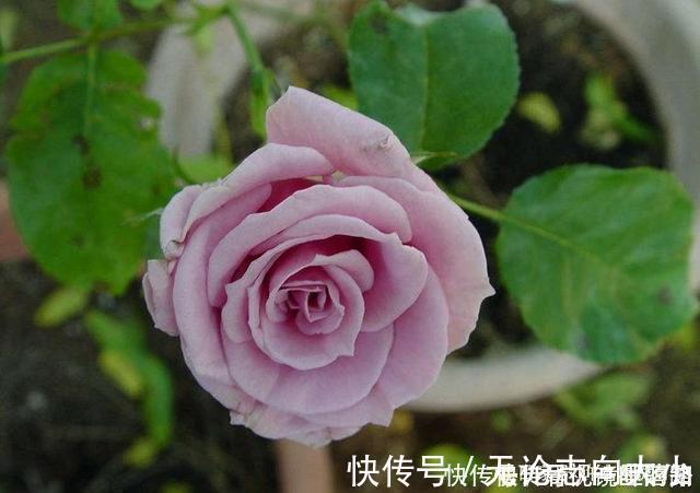 月季|20款紫色月季品种。浓香、抗病非常好养,天然紫色唯美盛开