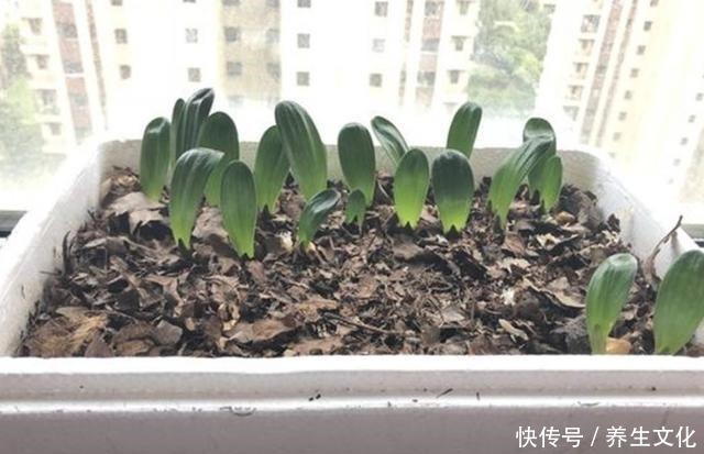 3种盆栽,一个比一个贵,撒下种子,开花一大片,个个都金贵!