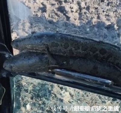 山上发现近二十米深坑，里面有鱼 ，挖掘机出动一挖一窝